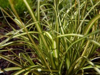 /album/plants/plant-18-jpg/